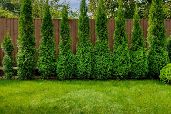 Holes for cedar trees - Fence Post Pro